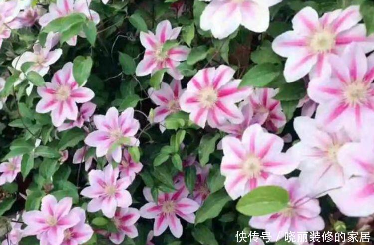 爆盆|4种花很漂亮,好养易活能爆盆,个个美出天际,看一眼就疯狂爱上