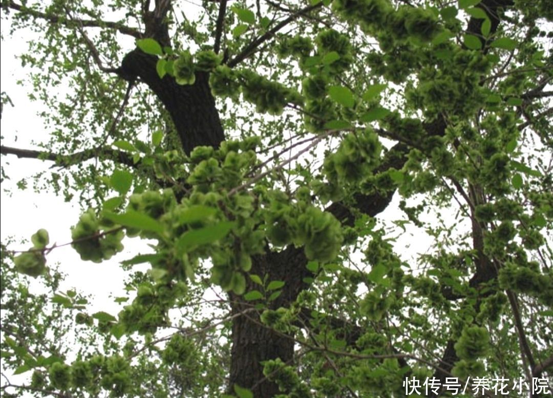 家中有院子，就栽6种吉祥树，寓意好，观赏性强