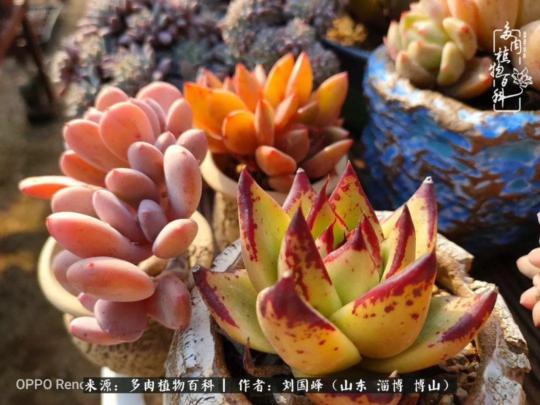 贵的不一定是对的,你的多肉究竟值多少钱附冬季养护攻略!