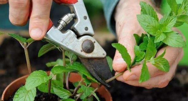 开花|6种“漂亮花”,长了就狠剪,舍不得剪害处大,耽误一年开花量