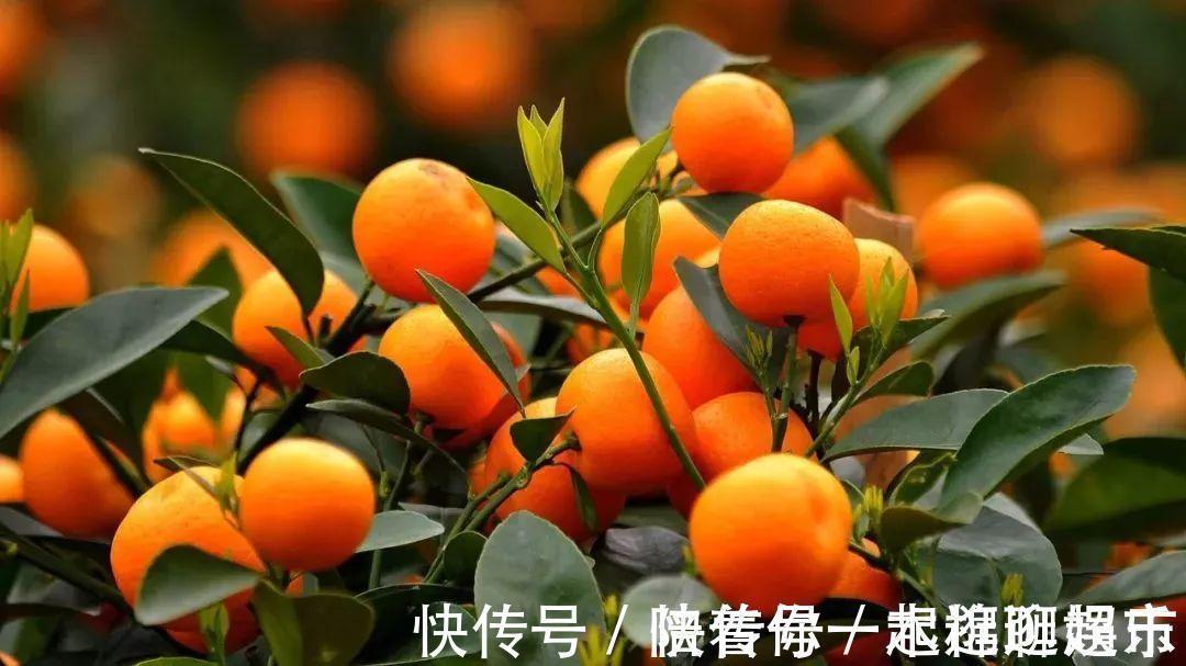 叶片|家中养一盆,有“灵气”的植物,油绿旺盛,招财旺家,平安,康健