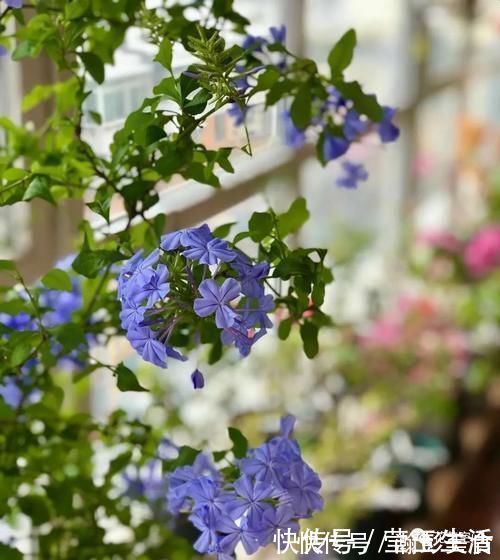 光照|这3种花，越晒越开花，花期长，开花勤，放在阳台，秒变小花园！