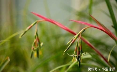  颜值|它是凤梨科中最好看的花，颜值高花量丰富，名叫垂花水塔花