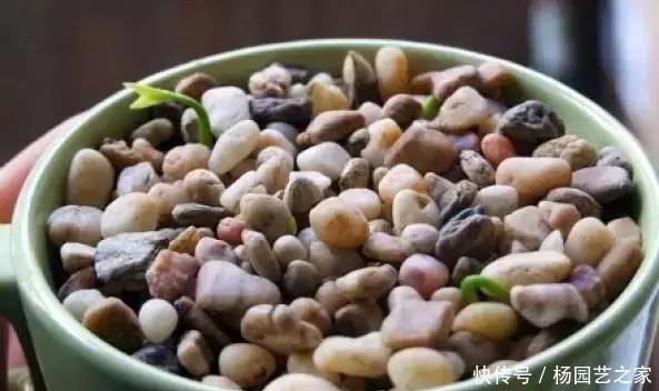 发芽的胡萝卜,吃剩的水果核都别扔,一周让家里长满绿植