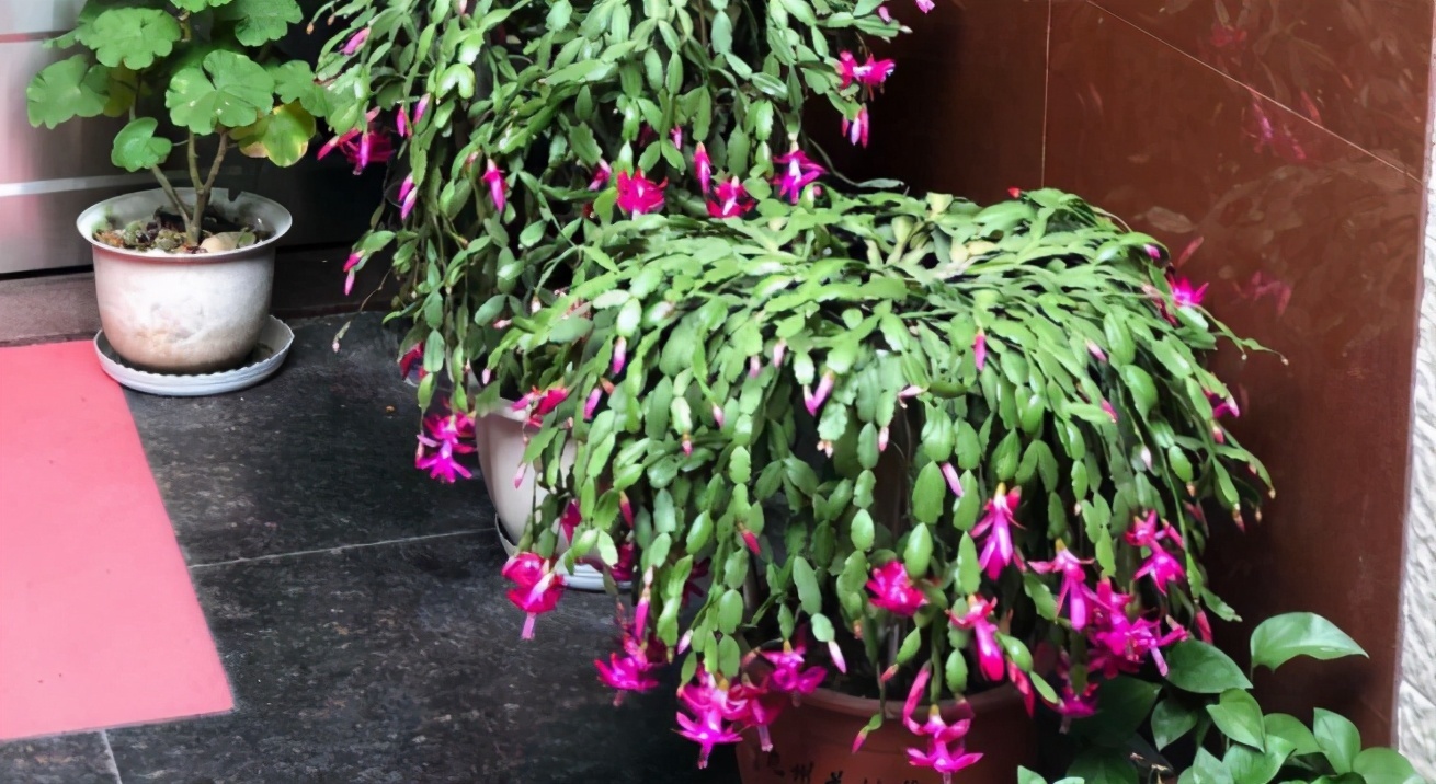 磷酸二氢钾|掌握住这个“催花技巧”，养蟹爪兰或其他花卉全不用愁了
