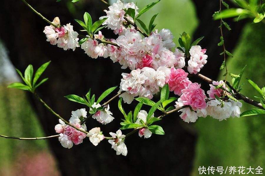 这5种花，先开花后长叶，非常奇特