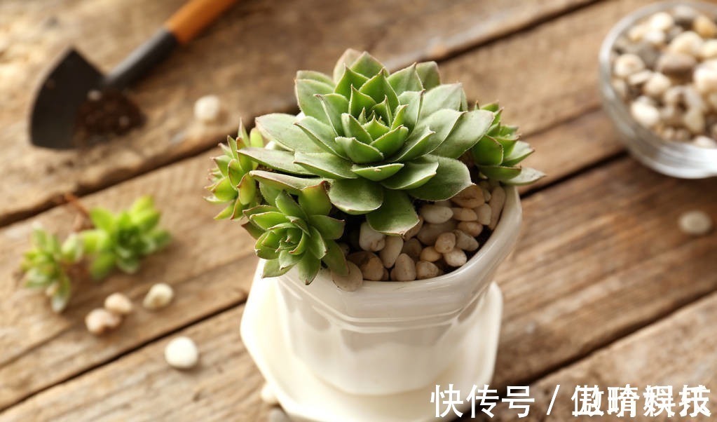 多肉|多肉多晒晒太阳,生长健壮,预防徒长不生病,养出一盆漂亮的多肉