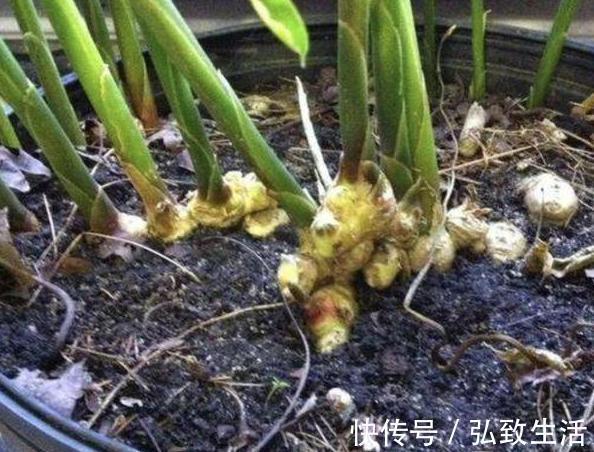 用塑料瓶、油桶做容器种植生姜,牢记处理要诀,食用、赏花不愁