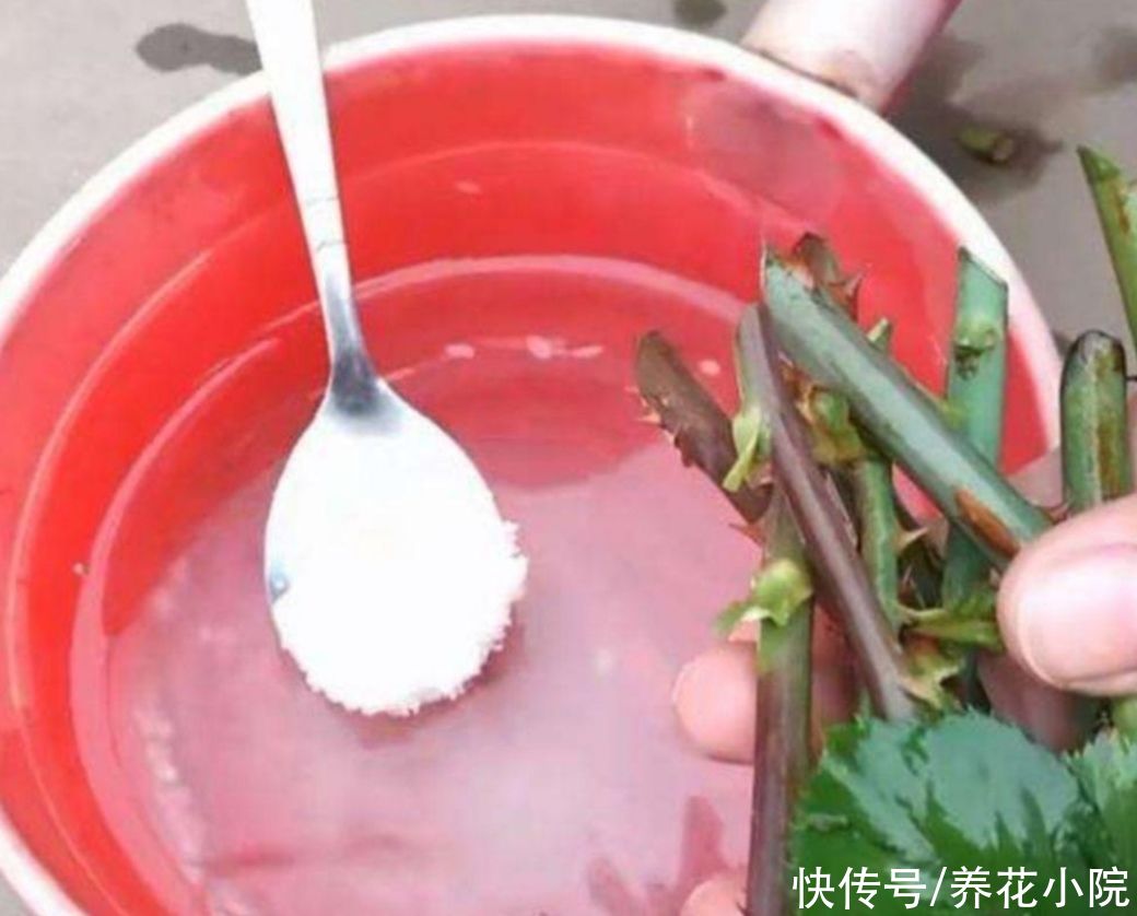 生根剂不用买，3种小东西做成生根水，也能使插穗快速生根