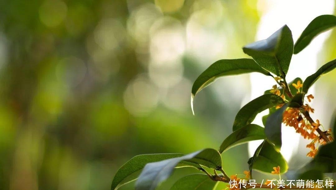 秋天|秋天,是桂花味的.....