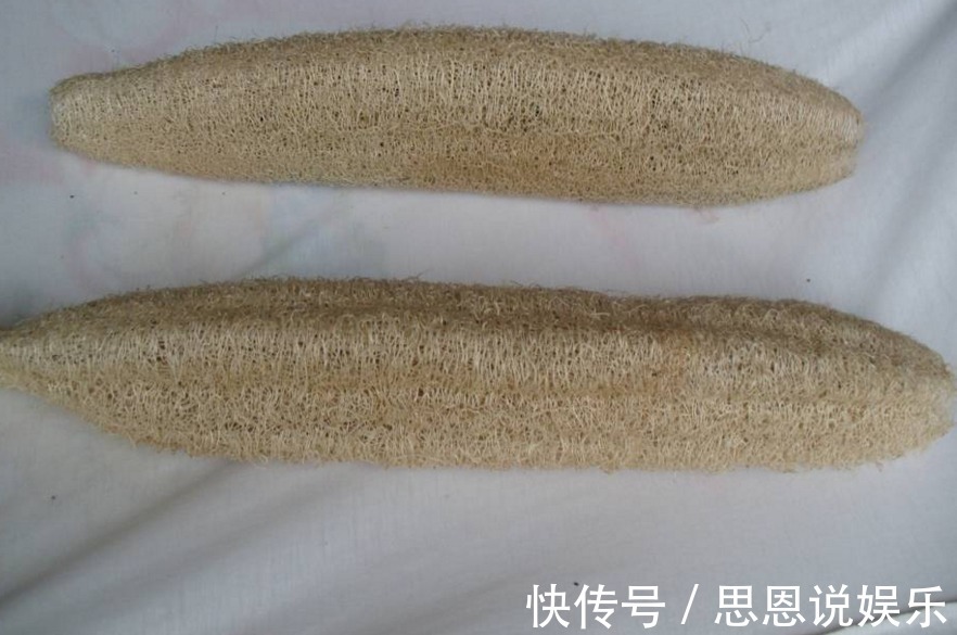絲瓜絡|這種農村的植物，被農民當成刷碗布，沒想到還有這么高的藥用價值