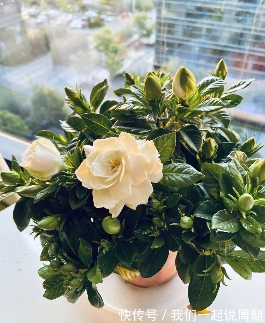 碰碰香|适合养在客厅的“4类花”,越养家里越“干净”,又美又健康