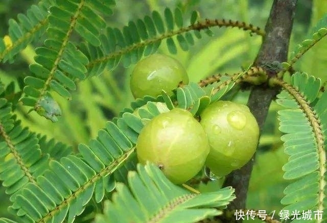 医生建议这个东西,适量吃可以养颜,多吃会至寒,以后要注意。。