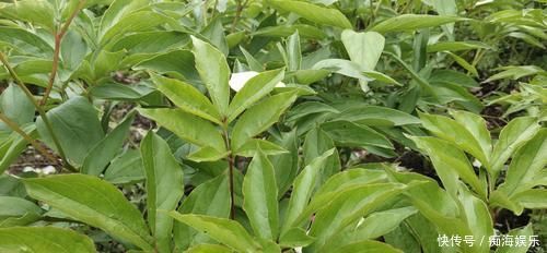 牡丹为后,芍药为妃,再像也是不一样的,教你一眼区分开来