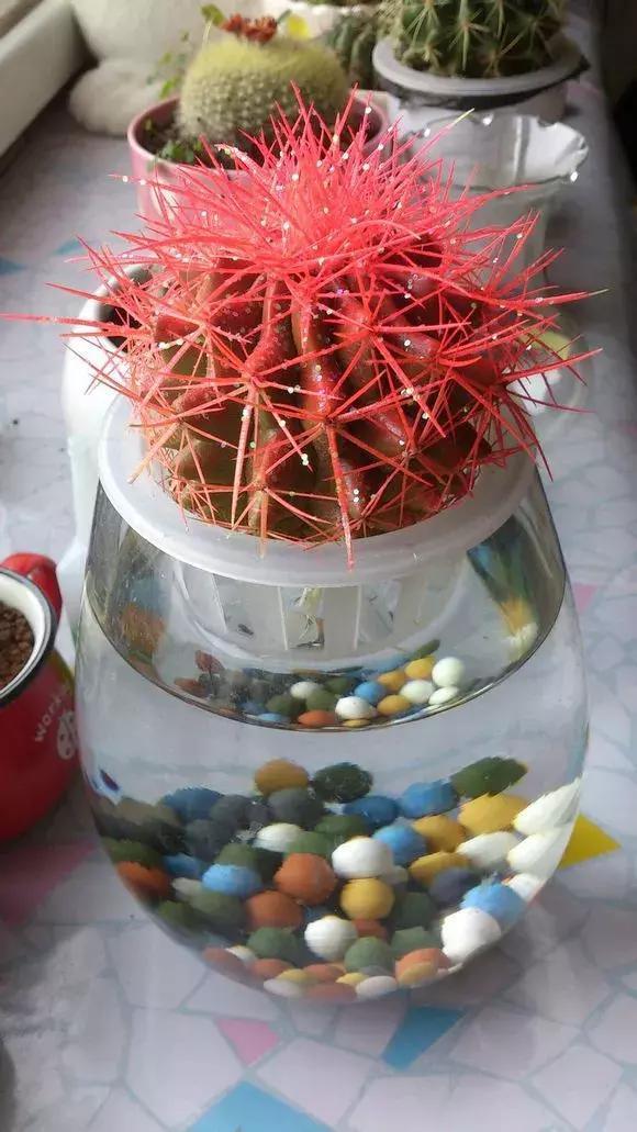 4种花再好看也别买,养不活不值钱,还惹一肚子气!