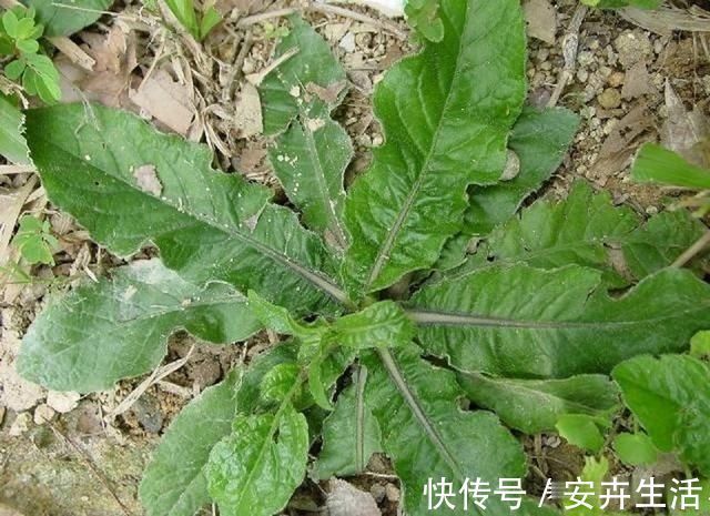 地胆|它是野生“地胆草”,田间地头随处见,看似不起眼,却是珍贵药材