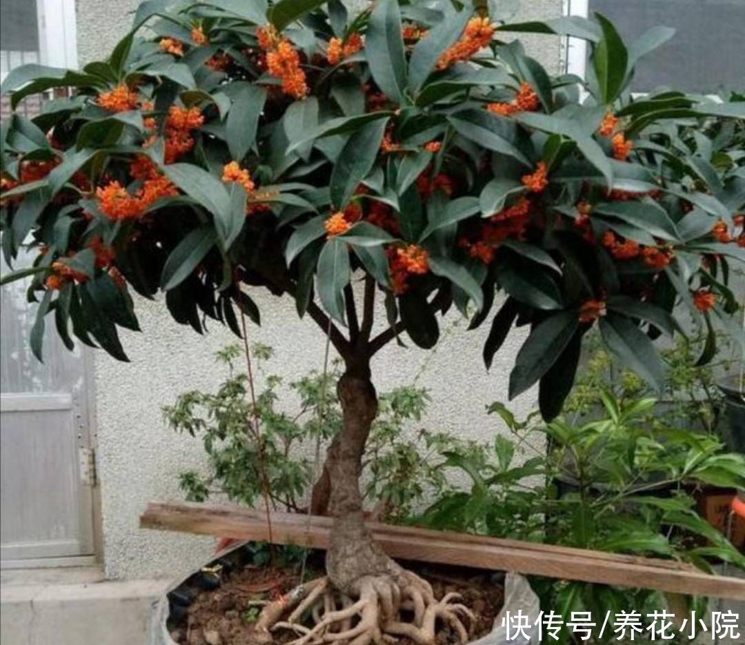 立秋后,3种花长出花苞,补上几次磷钾肥,提高开花质量