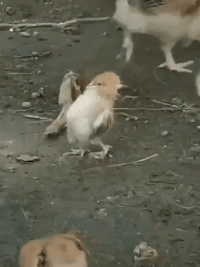 |搞笑GIF:利用废弃袋子自制了一条内裤