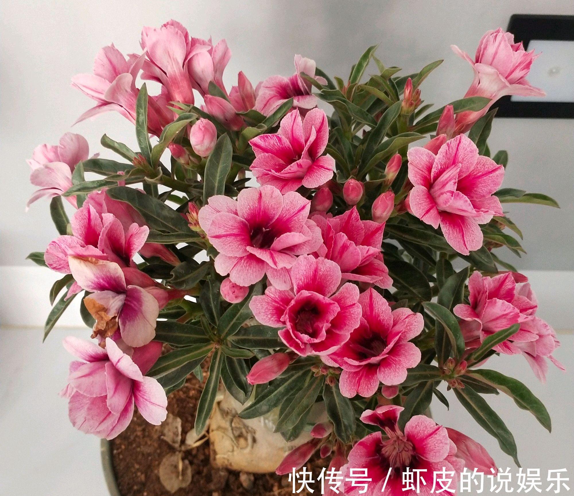 冬天养7种花,“干养”才能活,多灌一杯水,枯萎死翘翘