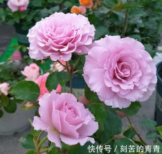 不要认为月季皮实,其实它有“四怕”,稍微不注意就会黄叶死掉