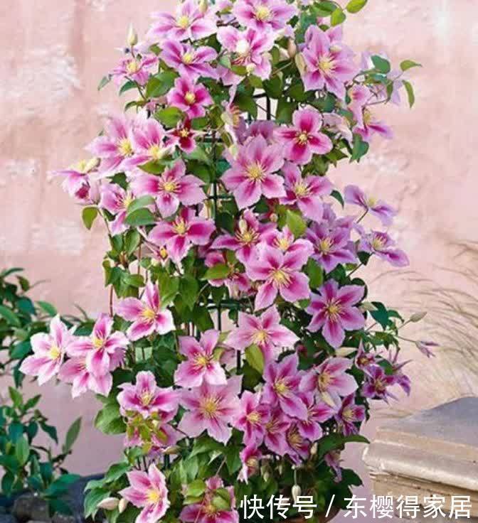 4种旺运花,吉祥添富贵,招财又开运,你养了吗?