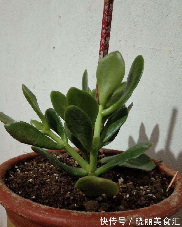 养花人的“大难题”,花盆插根“筷子”就能解决,不黄叶,开花旺