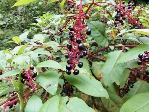 中年|根似人参,民间常当人参用,殊不知全株都有毒,见到请及时除掉