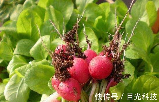 萝卜|立秋后,晚上当零食吃两个,降三高,止咳化痰,大肚子变平了