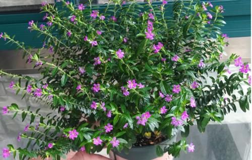 冬季|紫花满天星怎么过冬?它在冬季会死亡吗?几点基础养护你要知道