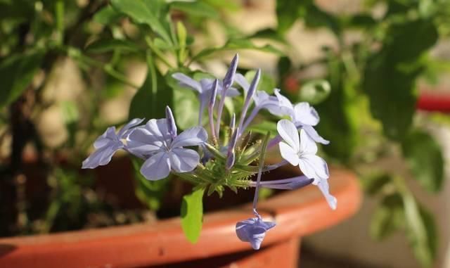这花长得巴掌大,越晒花越多,一不小心就开成瀑布
