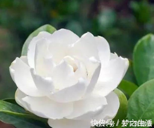 4种花是“开花大户”,一次开放100朵,家里摆1盆,比香水还好闻