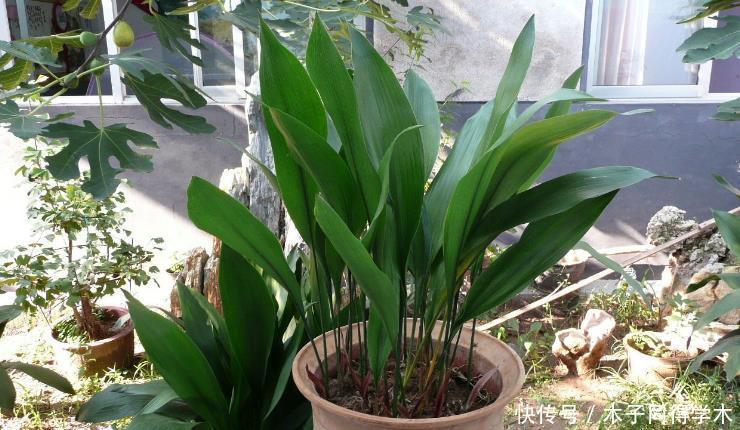 花卉|夏天养花,该忌惮的地方真多,日常打理就有3处