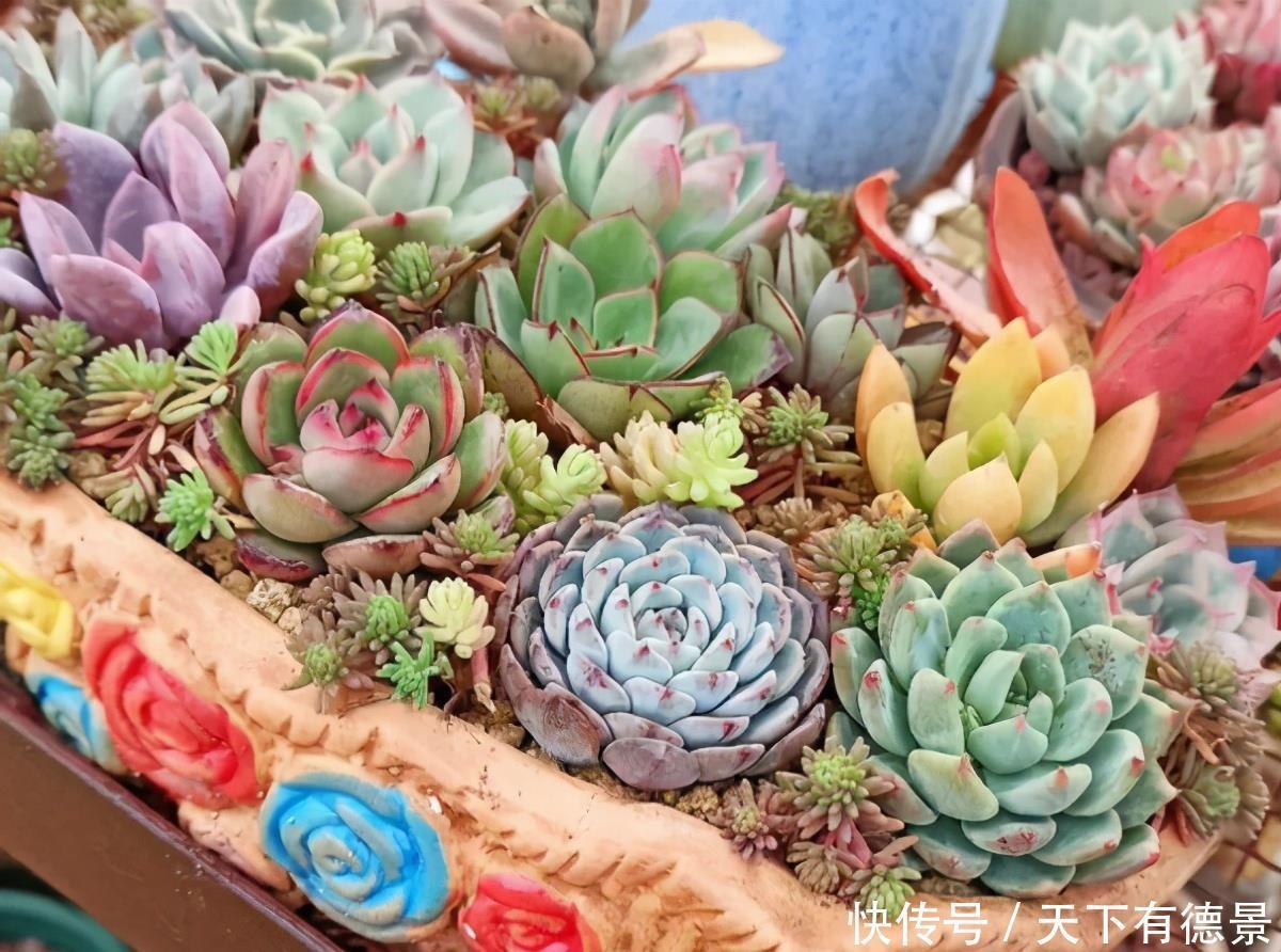 不能晒的 小多肉 藏在屋里养 半年长成肉墩子 做成珠帘子 粉紫色 不能晒的 小多肉 藏在屋里养 半年长成肉墩子 做成珠帘子 粉紫色