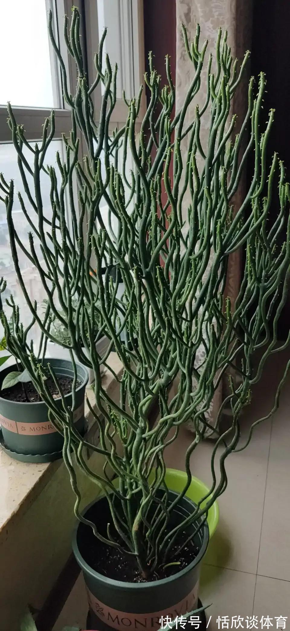 花开惊艳的8种“大毒花”,连叶片都带毒,家里若养着,光看别动