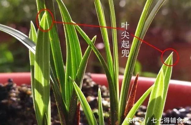 这种叶片的兰花，遇上了就不要错过，兰友运气来了