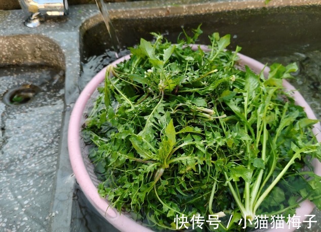 益母草|66种野菜大图片,带你见识不同的野菜和吃法,你想要的野菜这里有