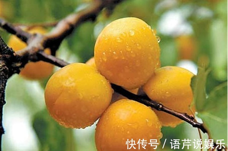 果蔬菜|想身体年轻,适合吃的食物,生津止渴,顺气润肺,预防衰老