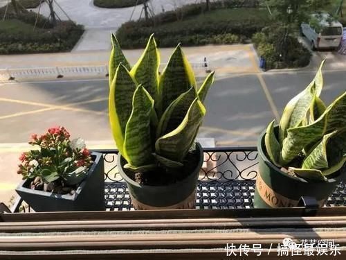 酒鬼|这3种花都是“小酒鬼”，每七天喝一口，叶绿，根壮，养养更茂盛