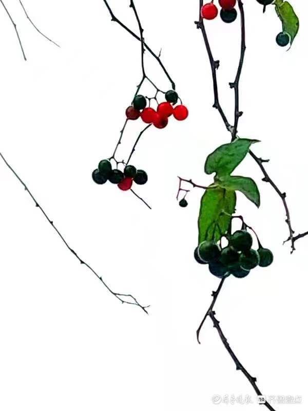 果实|白英成熟后果实宛若玛瑙,人见人爱