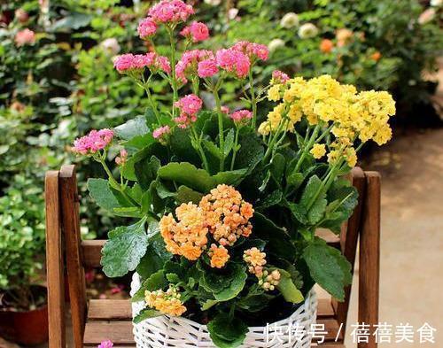 农历9月24日霜降后，养什么花？以下3种花，宾客如云福开新运