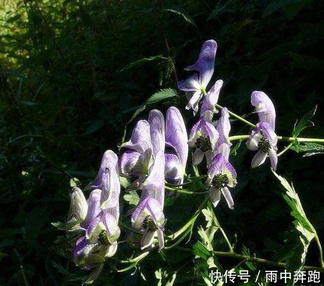 秘密武器|这种秘密武器比刀剑都厉害, 凡中招的人都无力反抗, 任由别人摆布!