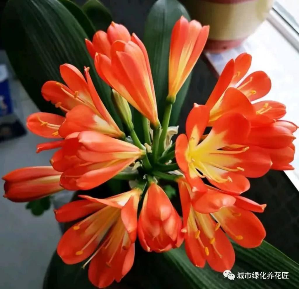 君子兰|君子兰根系旺盛需要平齐断根催花吗做错小心难复壮,先养根壮苗