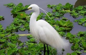 官员|成语“衣冠禽兽”最初的含义是什么禽兽代表的其实是不同的官职