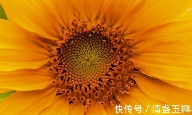 花序|自然界中有些植物的“花序”为什么不尽相同，其中有什么秘密？