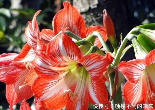 增加点|最值得养的花卉之一,花型奇特,花朵较大,是难得的阳台花卉品种