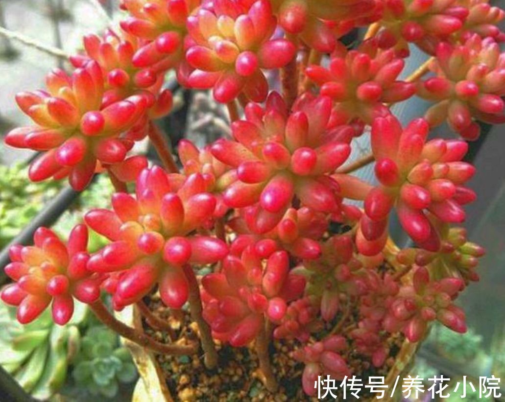 5种多肉，秋天多晒太阳，光照越充足，叶色越鲜艳