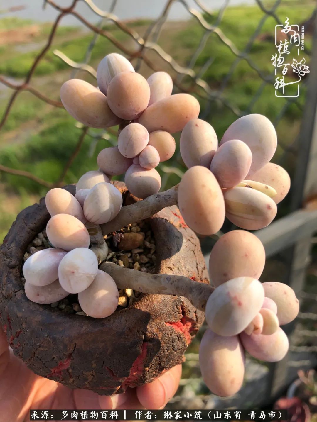 多肉|有史以来最厉害的一场寒潮，治好了我养多肉这些年的“坏毛病”