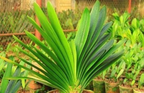 含水量|她用一斤“芝麻”把君子兰养得如“杂草”,叶、花“窜”不停!