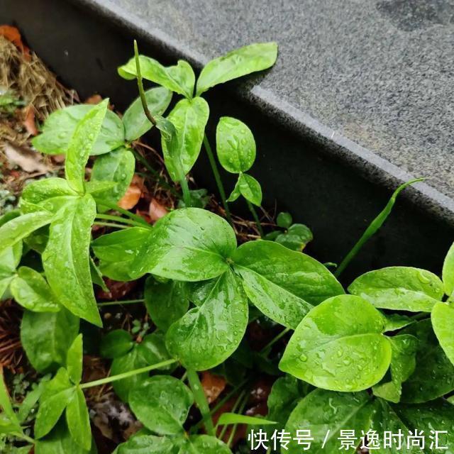 龙葵|门口的果子像“龙葵”,赶紧要拔掉、千万别吃,会中毒