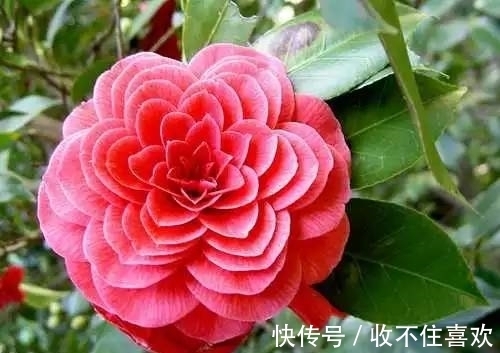 植物|神“造”般的植物奇景，仿佛画作精品，小编已深深着迷！